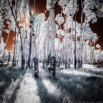 mjensen-infrared-aspens-hart-prairie