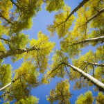 mjensen-inner-basin-trail-aspen-sky-4350