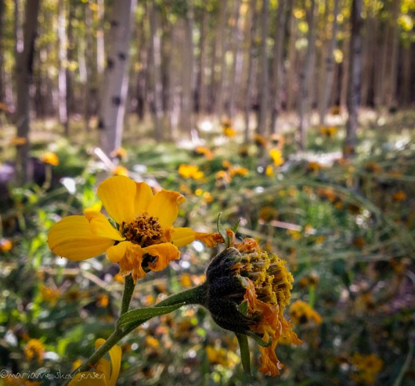 I was pleasantly surprised to see flowers near the Inner Basin Trailhead. Captured with my Galaxy Nexus. 