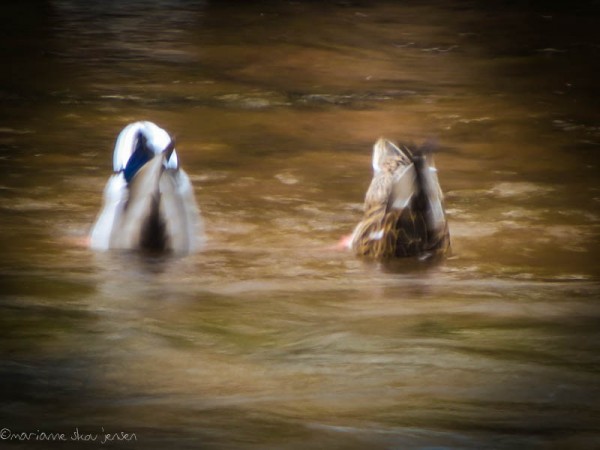 Mallards snacking on something in the creek. Blur due to extreme low light. (smartphone)