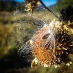 mjensen_buffalo-park-milkweed-seed-4257