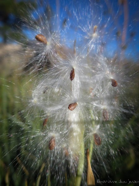 Milkweed Seeds about to go forth and multiply! The high winds made seeds very challenging to capture. (Canon N)