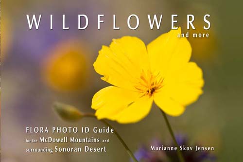Wildflowers and More Guide