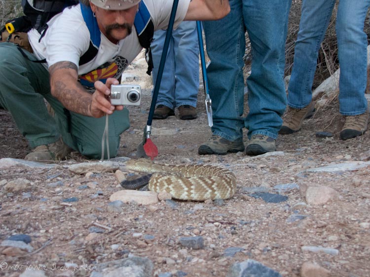 herpetology survey - toms thumb