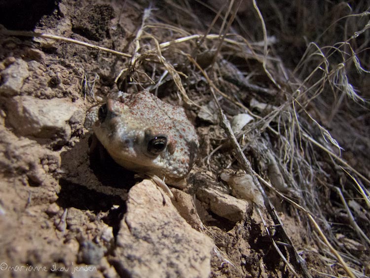 herpetology survey - toms thumb