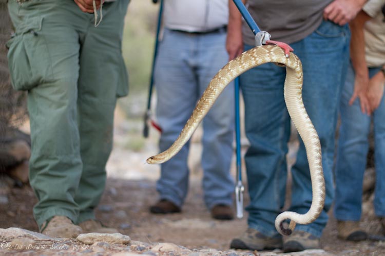 herpetology survey - toms thumb