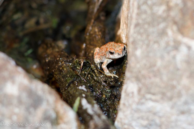 herpetology survey - toms thumb