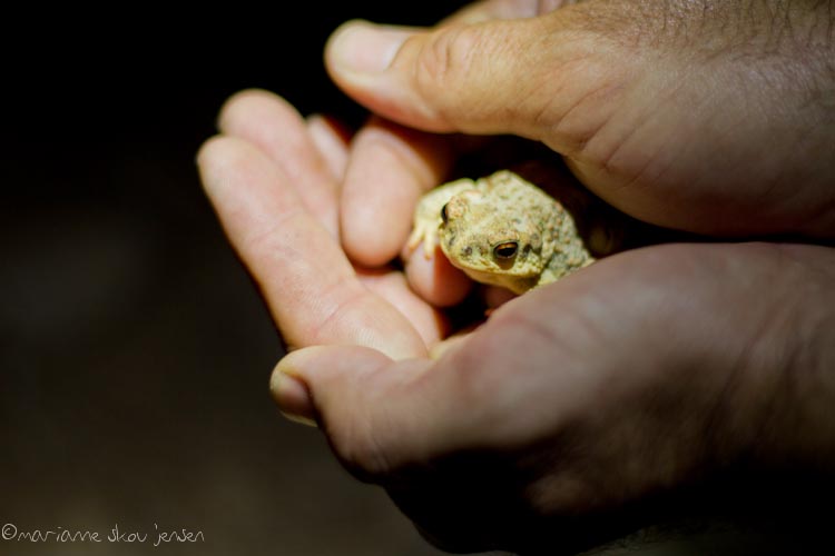 herpetology survey - toms thumb