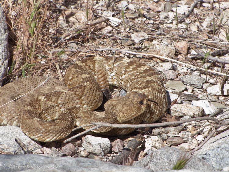 herpetology survey - gateway