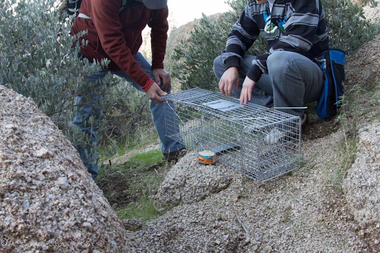 small mammal survey - toms thumb