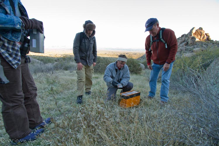 small mammal survey - toms thumb