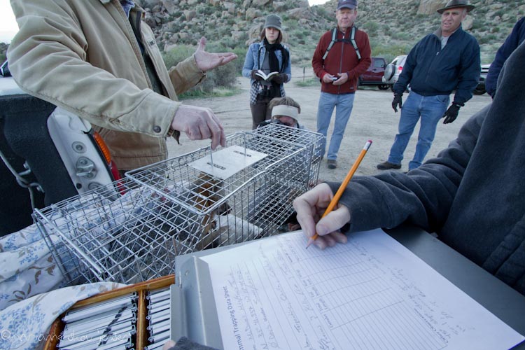 small mammal survey - toms thumb