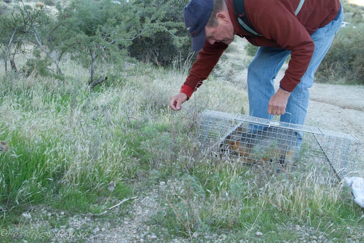 small mammal survey - toms thumb