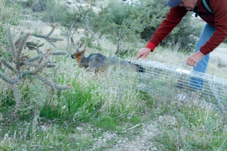 small mammal survey - toms thumb