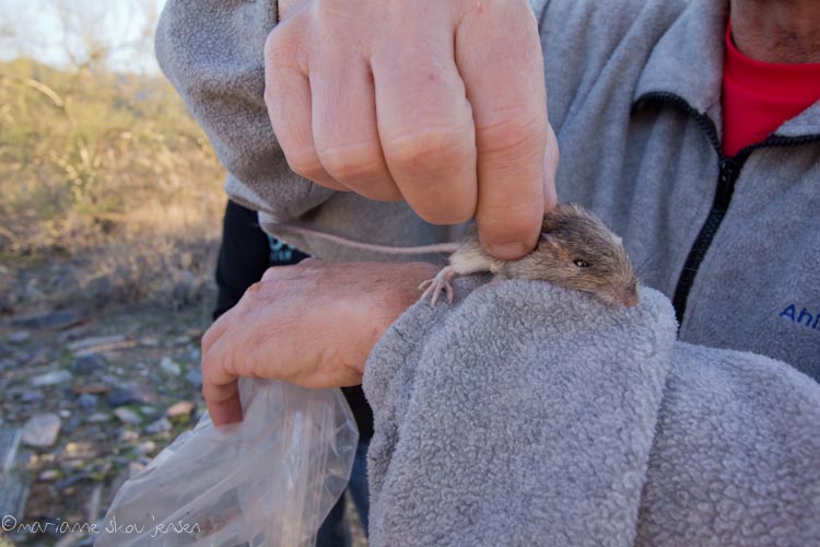 small mammal survey - gateway