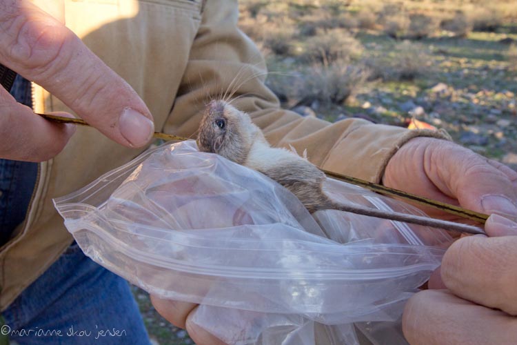 small mammal survey - gateway