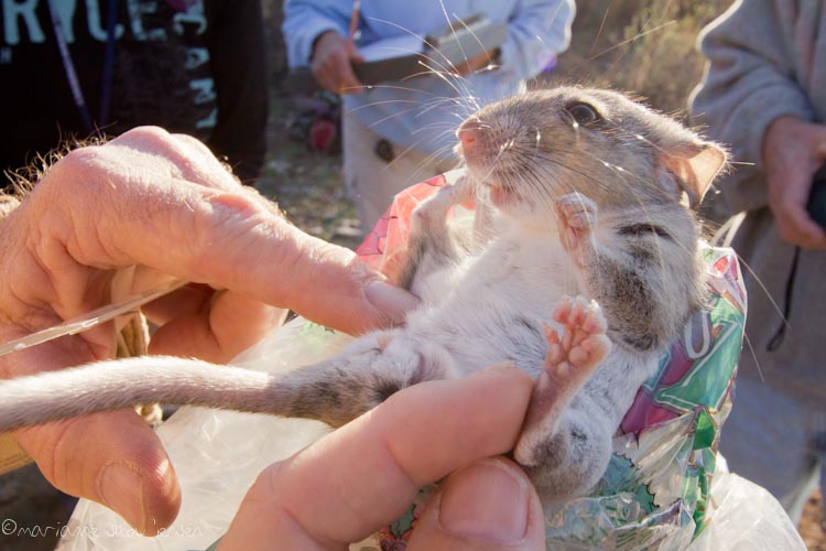 small mammal survey - gateway