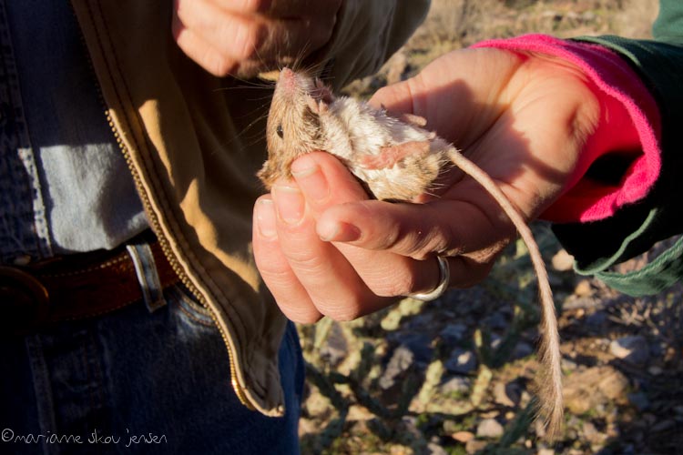 small mammal survey - gateway