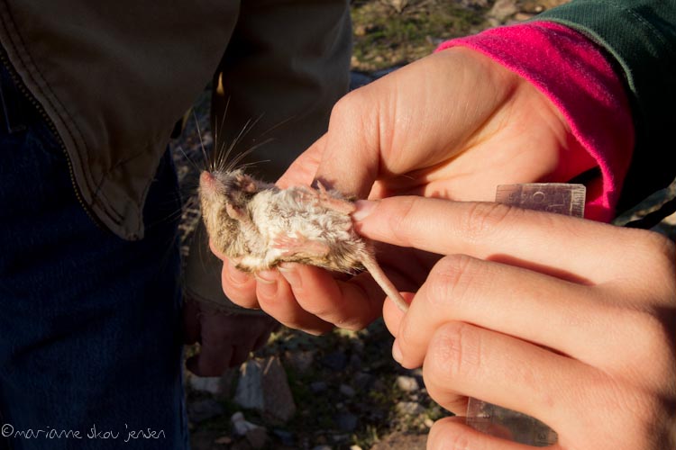 small mammal survey - gateway