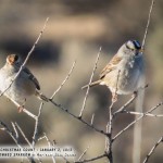 mjensen-02-ccc-white-crowned-sparrow-4967