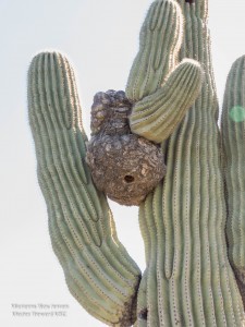 Saguaro Anomaly Front 2015