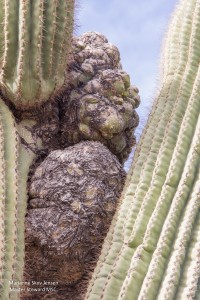 Saguaro Anomaly Back 2010