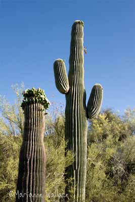 saguaro cactus with flower buds