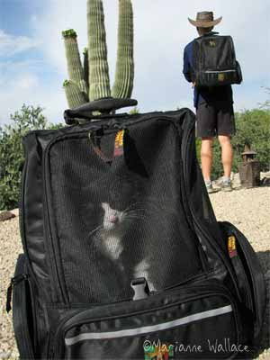 kitty backpacks