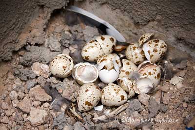 gamble’s quail eggs