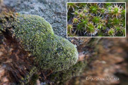 macro shot of moss