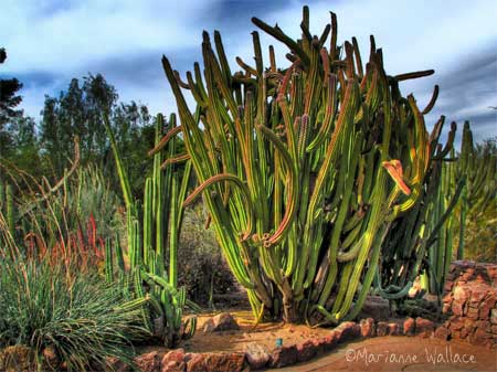 senita cactus in hdr