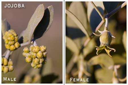 Simmondsia chinensis/jojoba
