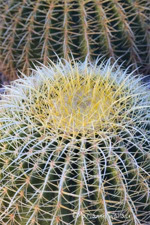 Echinocactus grusonii/golden barrel cactus