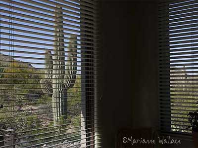 Carnegiea gigantea/saguaro