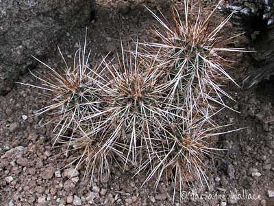 Ehinocereus engelmannii/hedgehog cactus