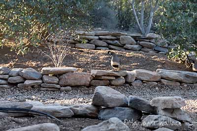 quail on rock wall