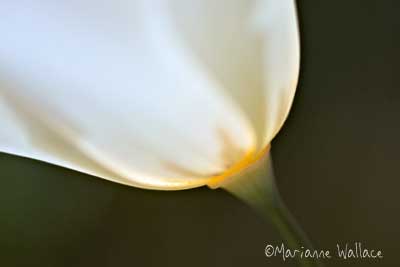 white poppy
