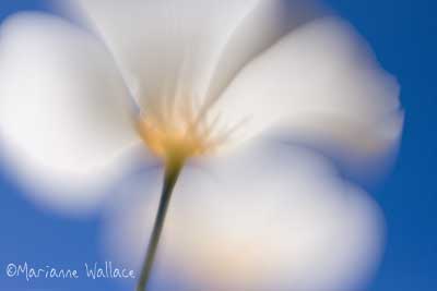 white poppy/lensbaby