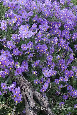 Silverleaf Nettle/Solanum elaeagnifolium