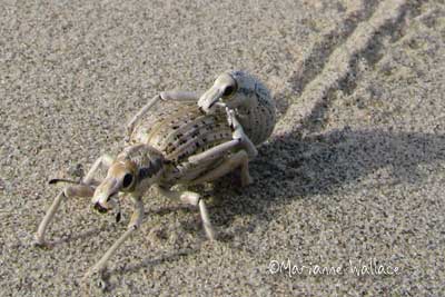 desert dunes bug
