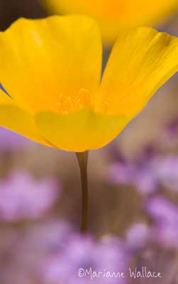 mexican poppy and gilia