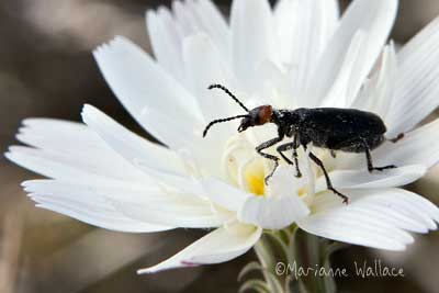 beetle on desert chicory