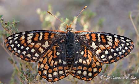 checkerspot butterfly