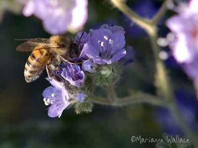 phacelia and bee