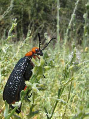 Arizona Blister Beetle (Lytta magister)