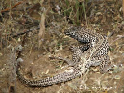 Chihuahuan Spotted Whiptail