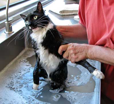 cleo getting his bath
