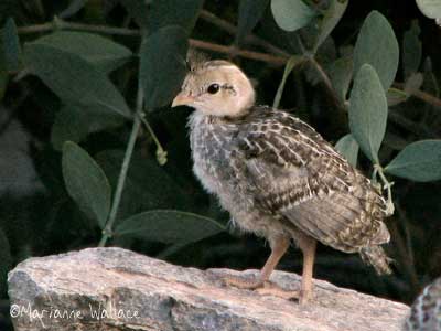 gambel\'s quail chick