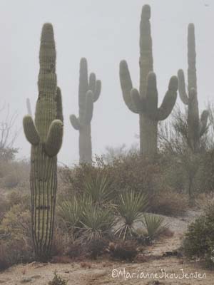 Saguaro cactus this very foggy morning
