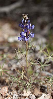 Colter's Lupine